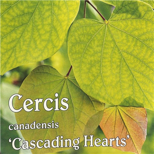 Cercis Canadensis 'Cascading Hearts'